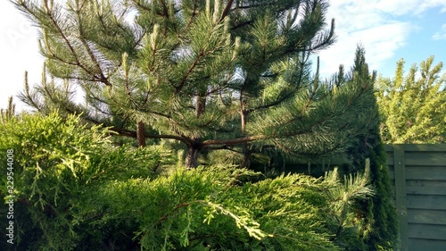 Pine and juniper