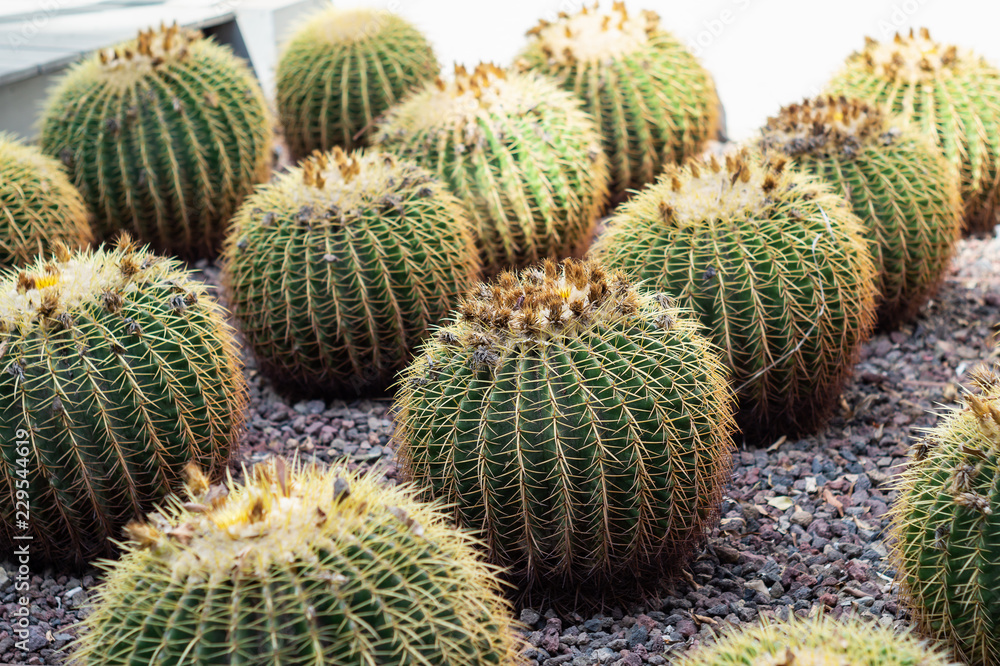 Big round cactus close-up. Echinocactus grusonii (Golden Barrel Cactus) Big round cactus close-up. Echinocactus grusonii (Golden Barrel Cactus)