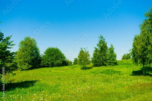summer of Green field