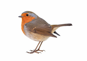 Robin (Erithacus rubecula) isolated on white background