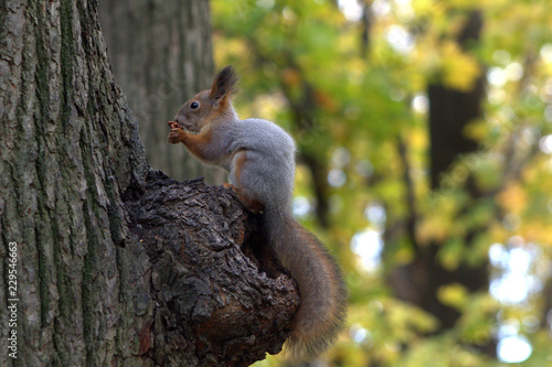 squirrel on a tree
