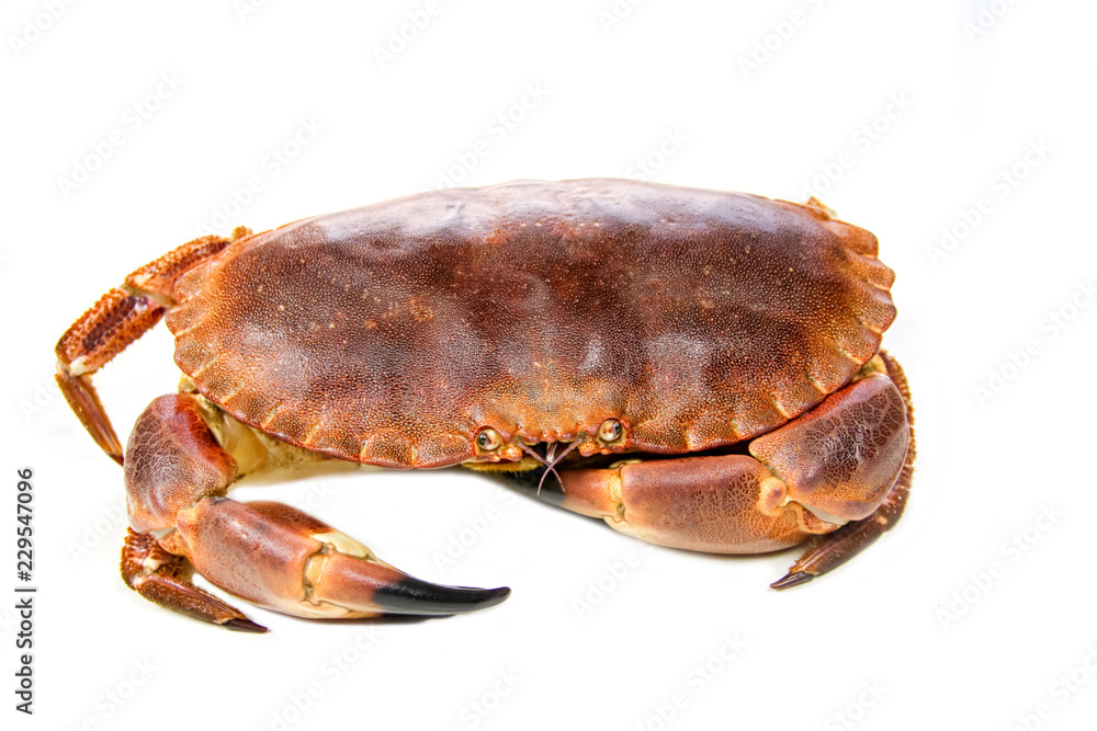 crab isolated on white background crab isolated on white background