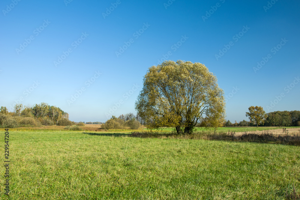 Yellow leaves on willow tree and blue cloudless sky