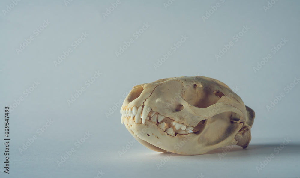 Luwak musang marten skull on clean background Luwak musang marten skull on clean background