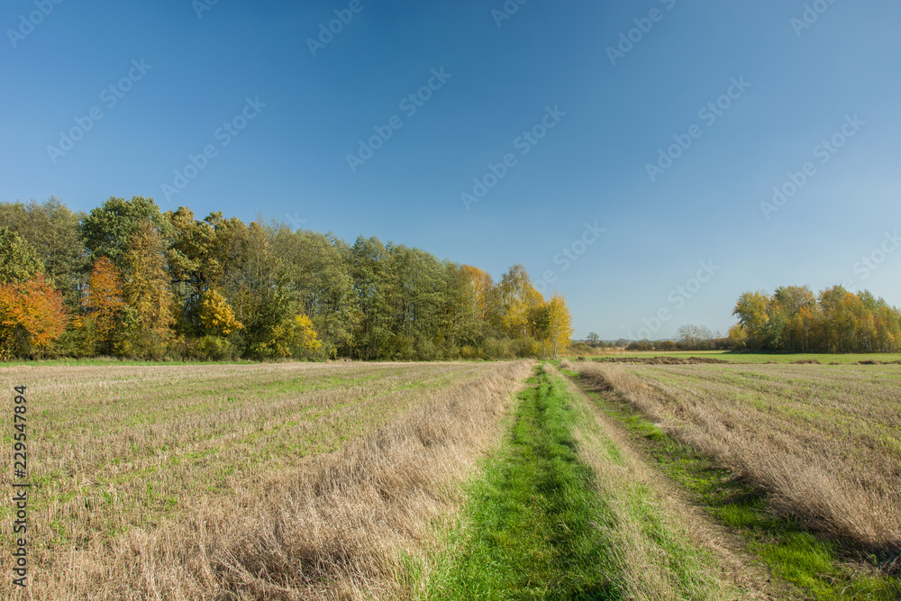 Country road through fields to the forest. Autumn view