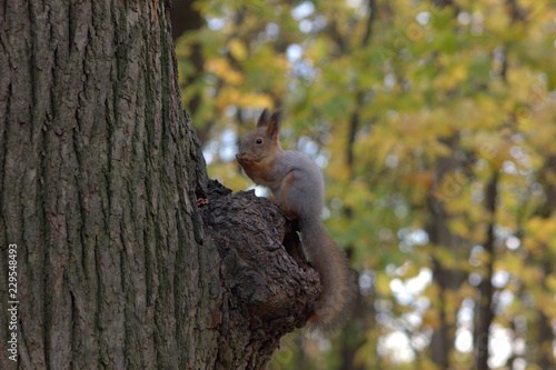 squirrel on a tree
