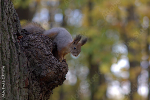 squirrel on a tree