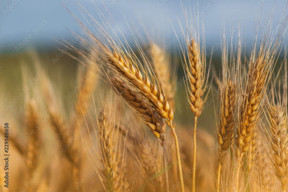 Obraz premium Wheat germs grow on the field. Beautiful wheat field.