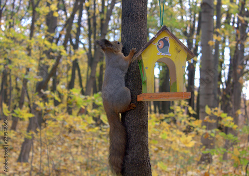squirrel on a tree