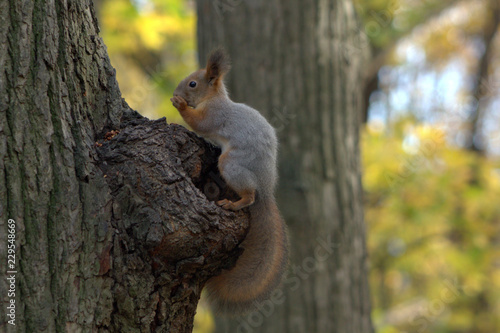 squirrel on a tree
