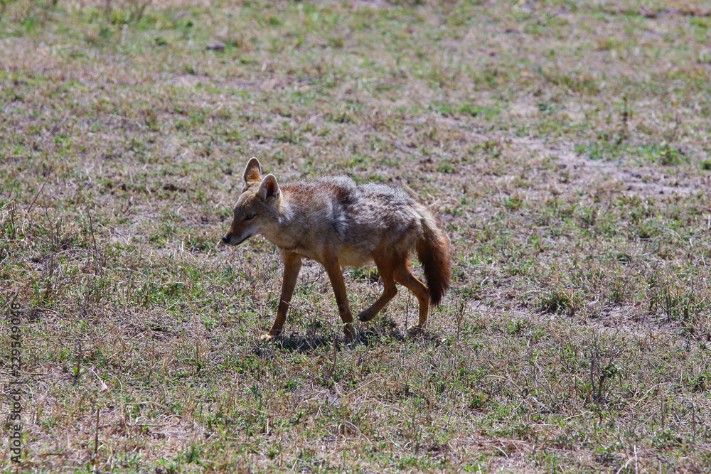 Jackal going on a lawn / Photo of jackal resting in Ngorongoro crater Safari Jackal going on a lawn / Photo of jackal resting in Ngorongoro crater Safari