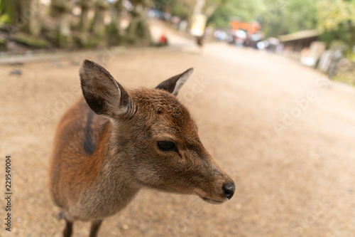 deer