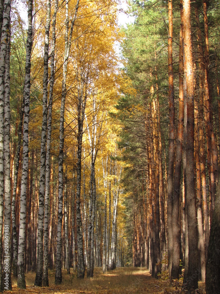 autumn forest autumn forest