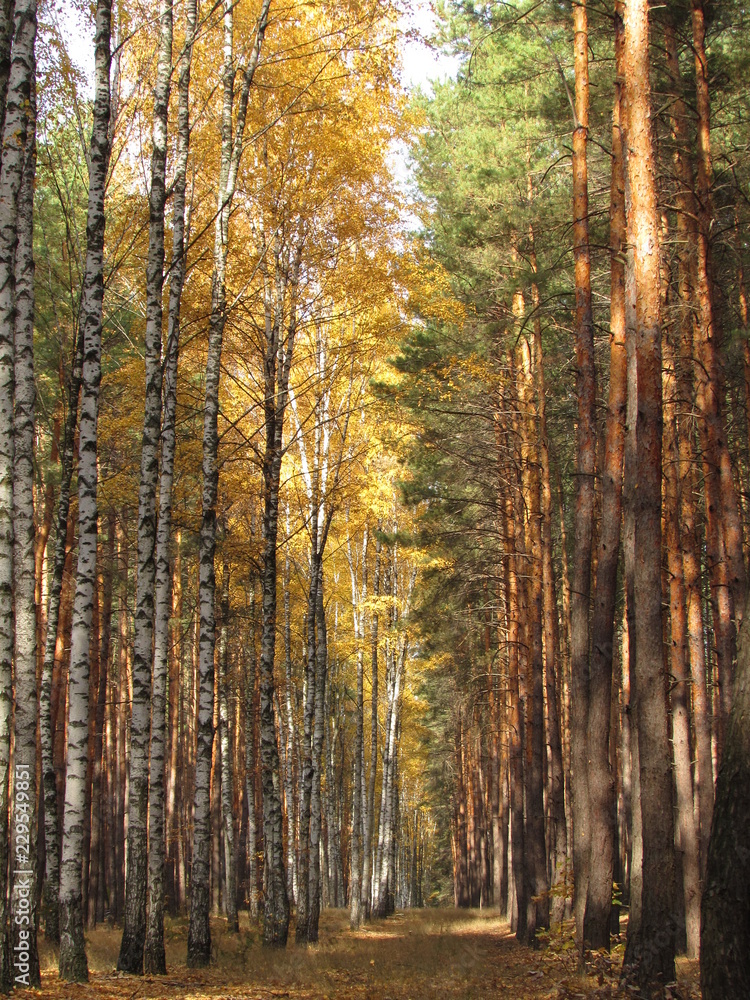 autumn forest