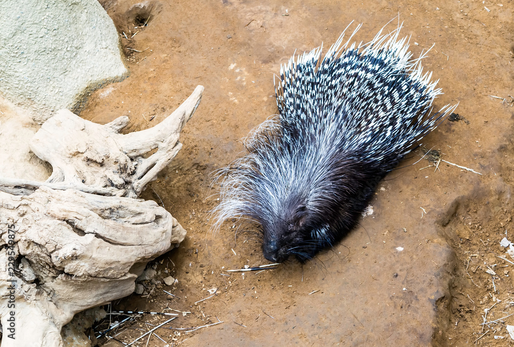 Foto de Cape porcupine or South African porcupine (Hystrix