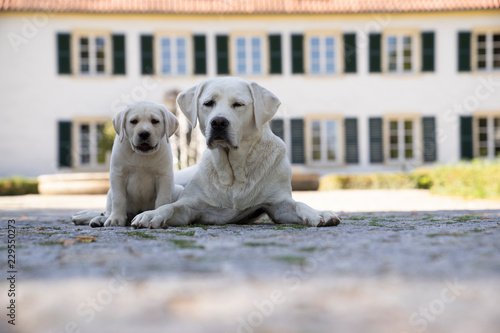 Fototapeta Naklejka Na Ścianę i Meble -  sweet young cute little purebred labrador retriever dog puppy pet