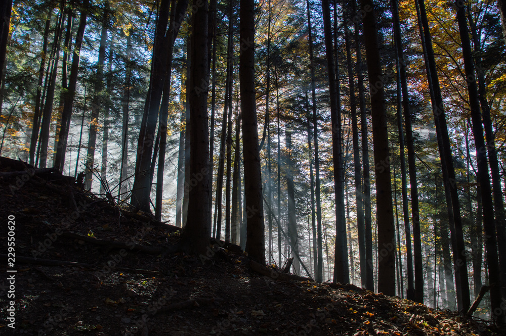 Fototapeta premium Jesienny las