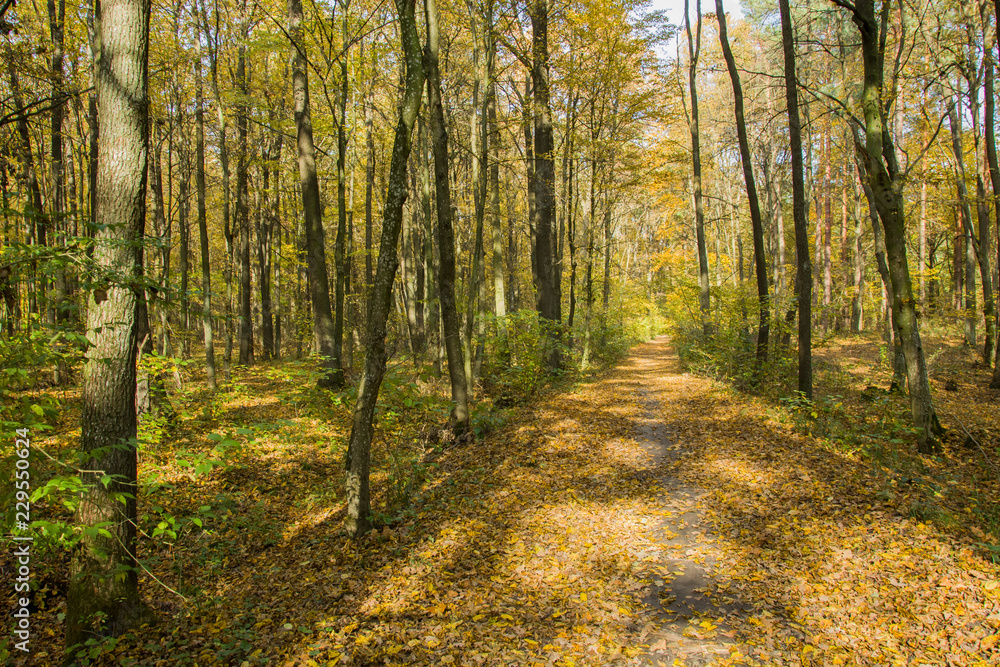 Obraz premium Path with leaves through the autumn forest