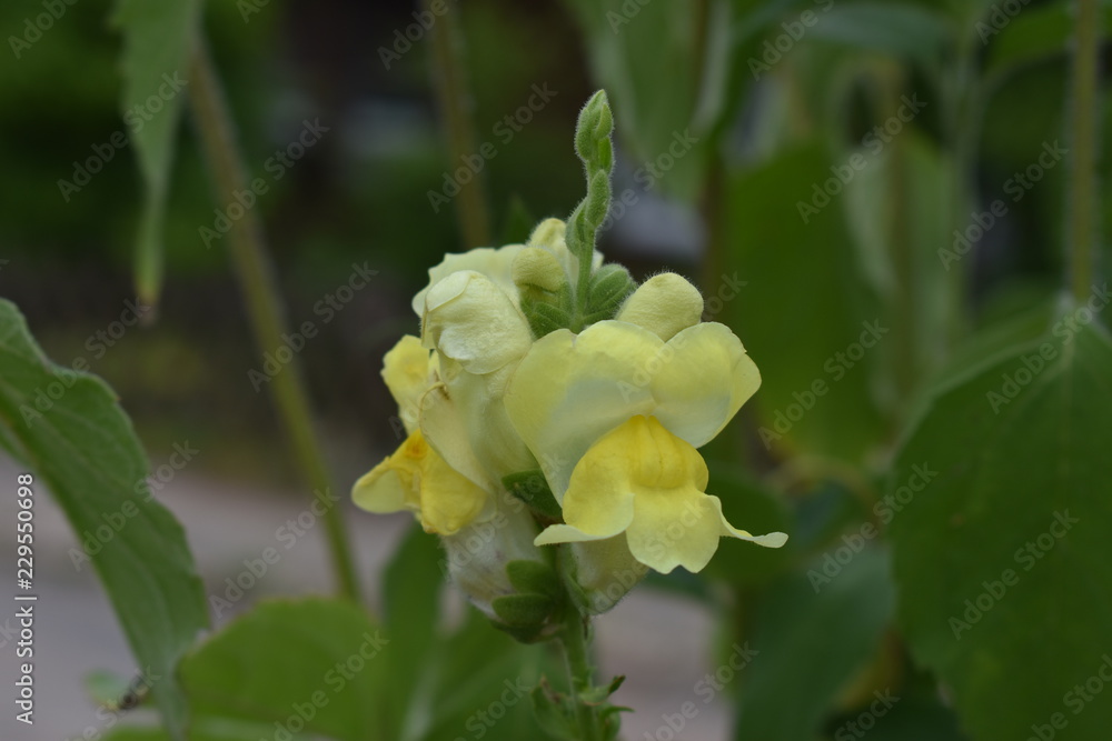 Obraz premium Löwenmäulchen Blüte