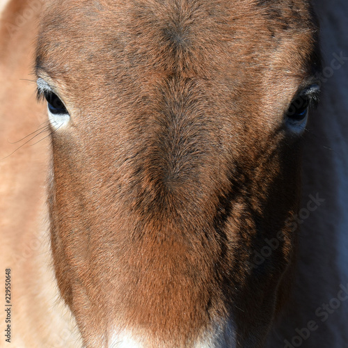 Przewalski's horse, also called the Mongolian wild horse or Dzungarian horse. Close up image of head. Square shape.