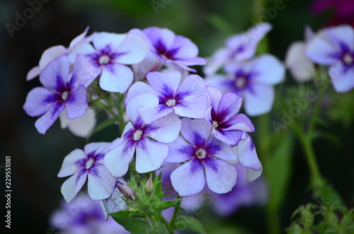 Beautiful bush of hydrangea flowers in a garden