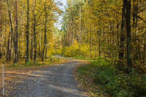 Fototapeta Naklejka Na Ścianę i Meble -  Road in the autumn forest