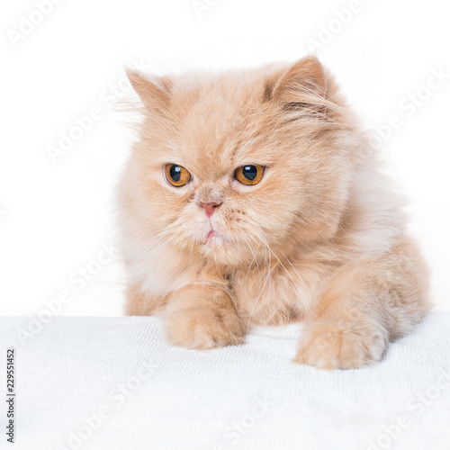 Cute cat, Persian podory peeking out from under the table, isolate