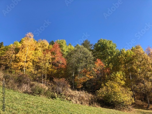 Fototapeta Naklejka Na Ścianę i Meble -  paesaggio autunnale foglie colori albero autunno stagioni