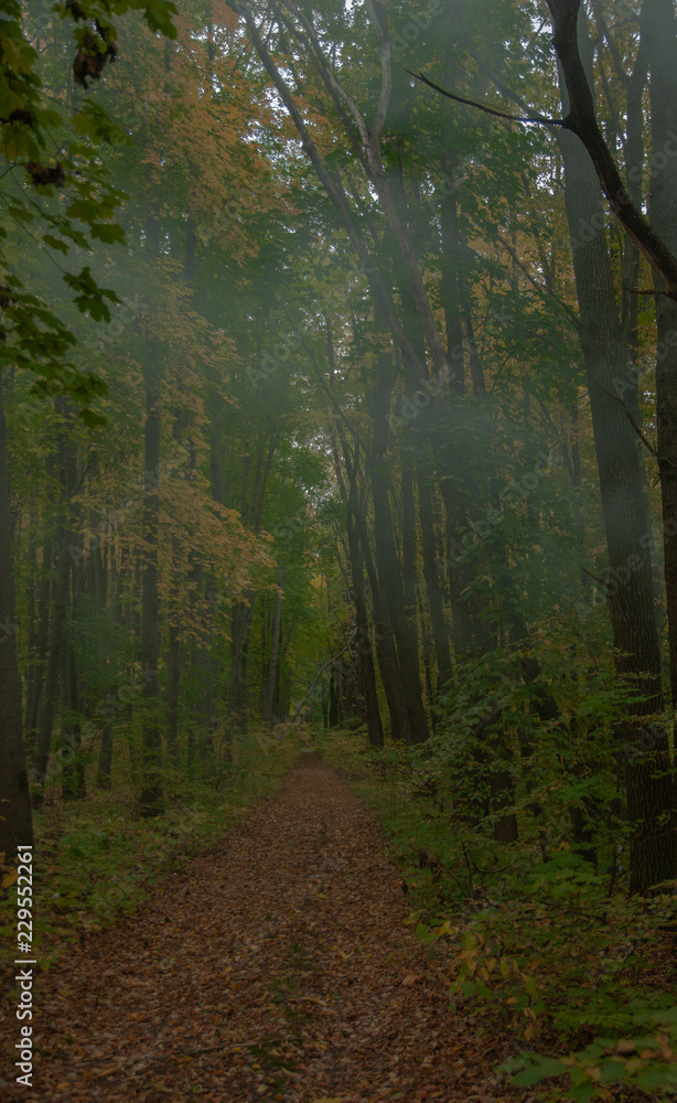 Fototapeta premium autumn forest in the fog