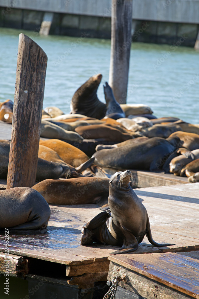 Fototapeta premium Słynne lwy morskie z San Francisco na molo 39 w Kalifornii