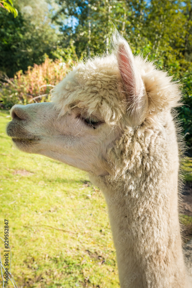 The llama is a very social animal, widely used as a meat and pack animal.