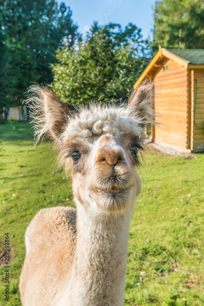 Obraz premium The llama is a very social animal, widely used as a meat and pack animal.