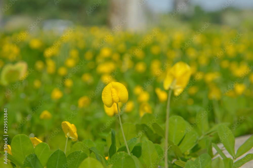 Amarillo Peanut/Pinto Peanut/Yellow Peanut Plant Amarillo Peanut/Pinto Peanut/Yellow Peanut Plant