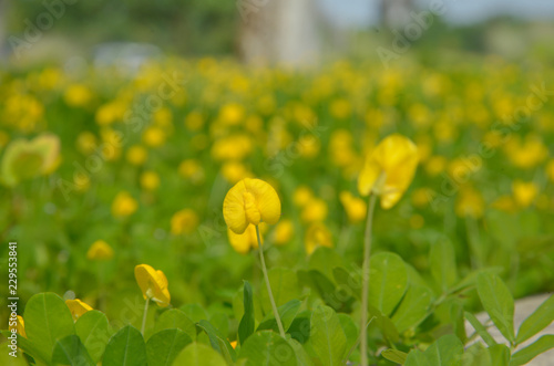 Amarillo Peanut Pinto Peanut Yellow Peanut Plant