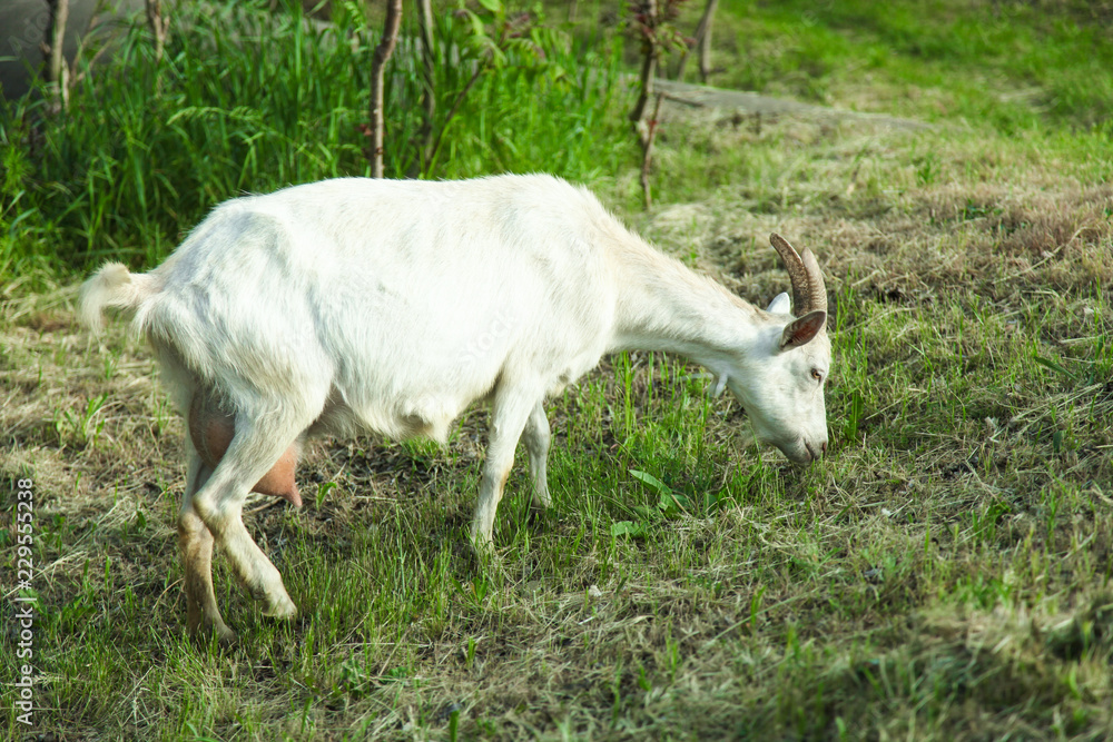 One white goat One white goat