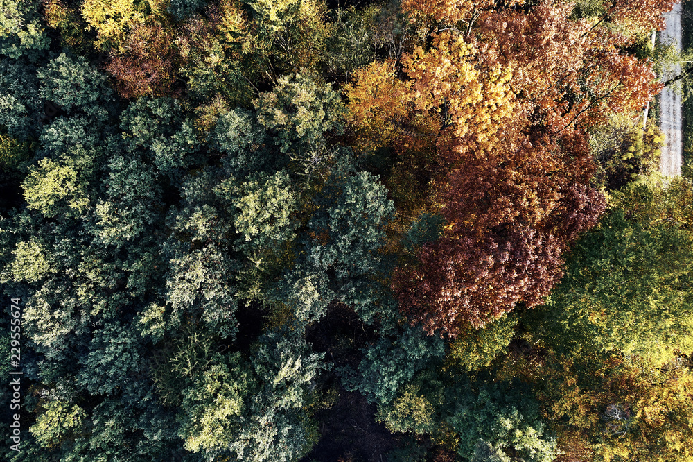 Autumn forest aerial drone view from above, dji