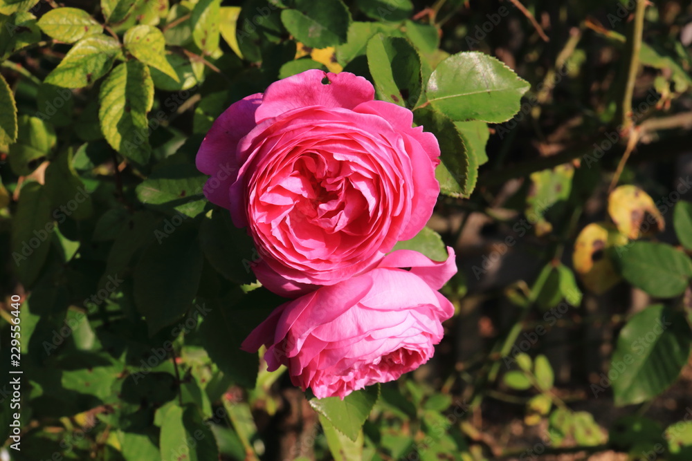 Bourbon Rose Louise Odier in voller Blüte Bourbon Rose Louise Odier in voller Blüte