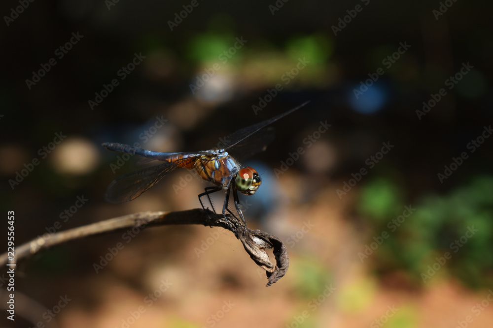 Blue dasher dragonfly with pattern of yellow and orange on the side of the body resting on broken tree branch with natural black with brown and green background
Blue dasher dragonfly with pattern of yellow and orange on the side of the body resting on broken tree branch with natural black with brown and green background