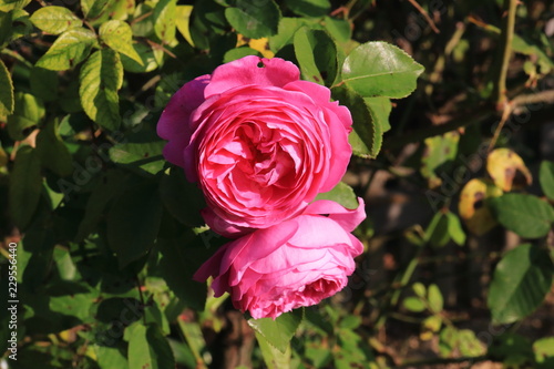 Bourbon Rose Louise Odier in voller Bl  te