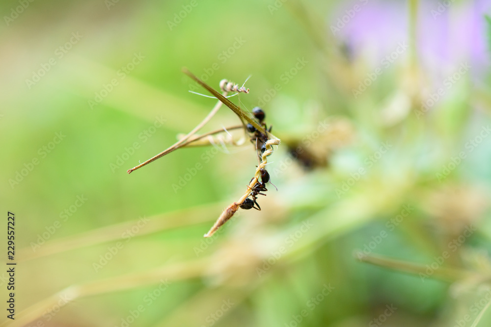 Ant works in the leaves Ant works in the leaves