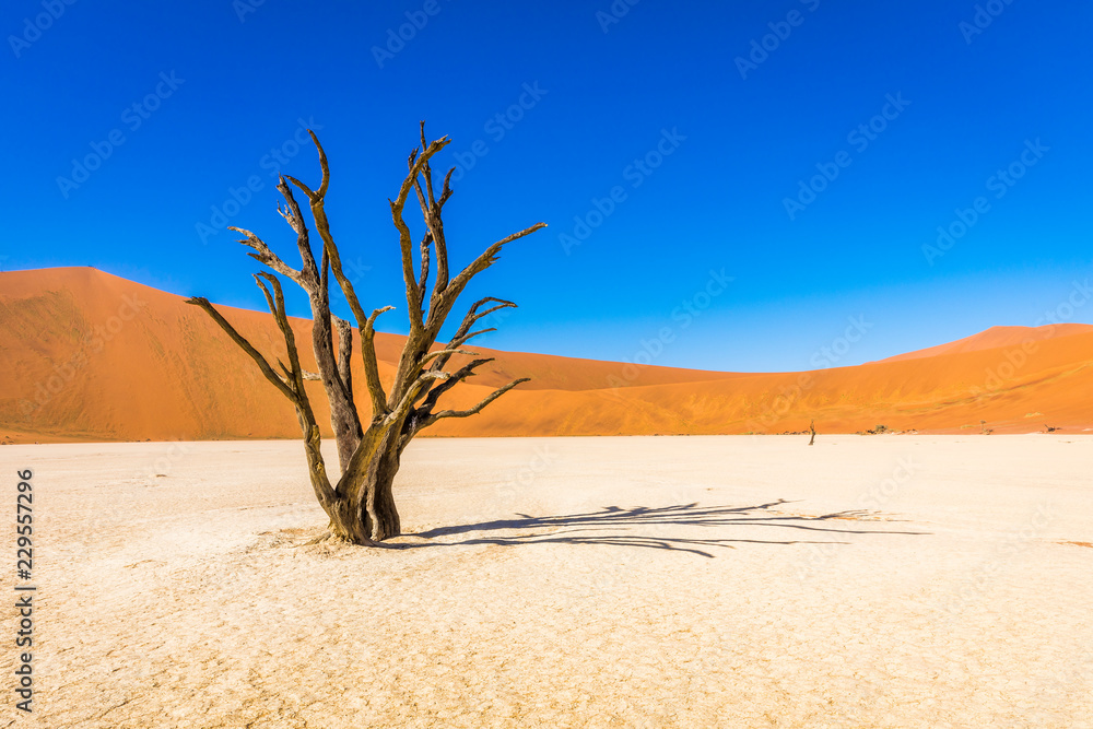Dead camelthorn trees against dunes and blue sky in Deadvlei, Sossusvlei. Namib-Naukluft National Park, Namibia.