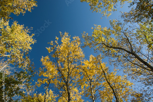 The tops of autumn trees