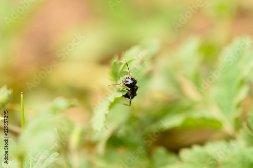 Ant works in the leaves