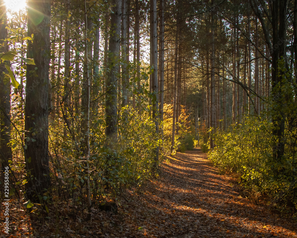 Obraz premium Trail in the Woods 3