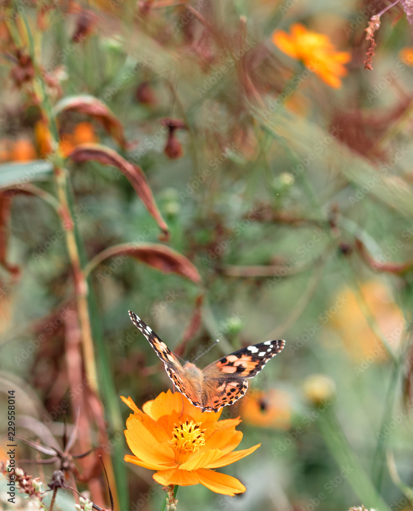 Obraz premium Butterfly Cosmos insect