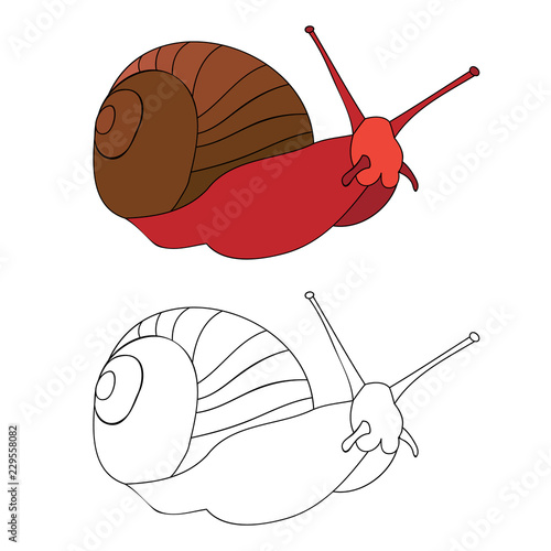 white background, snail coloring book