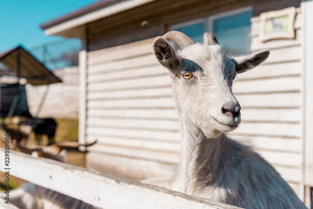 Obraz premium selective focus of goat grazing near wooden fence at farm