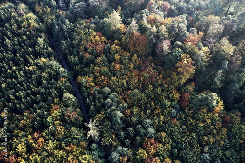 street between autumn forest aerial drone view from above, dji