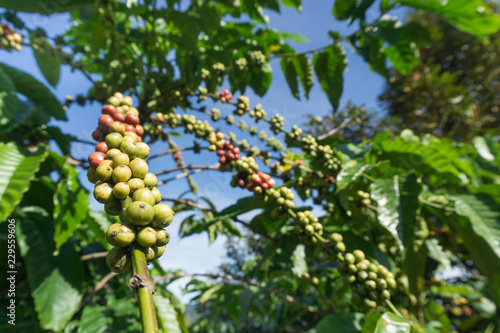 coffee beans in coffee garden