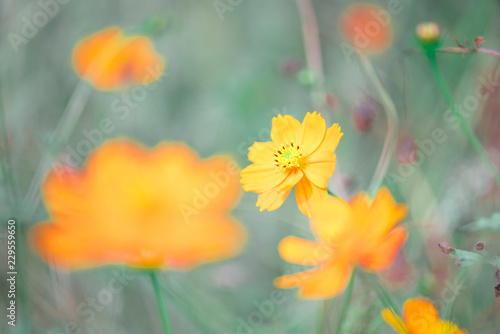 Butterfly　insect　flower © ISAMU